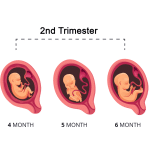 second trimester pregnancy